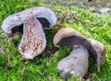 Sutorius eximius image