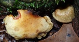Boletinellus exiguus image