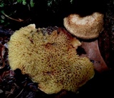 Boletinellus exiguus image
