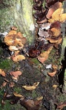 Boletinellus exiguus image