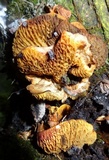 Boletinellus exiguus image