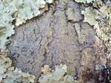 Buellia griseovirens image