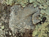Buellia griseovirens image