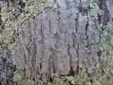 Buellia griseovirens image