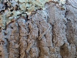 Buellia griseovirens image