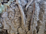 Buellia griseovirens image