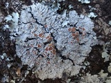 Pannaria rubiginosa image