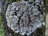 Pannaria rubiginosa image