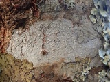 Lecanora albella image