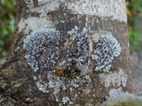 Physcia aipolia image