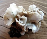 Hohenbuehelia petaloides image