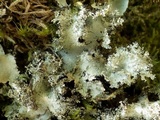 Parmotrema crinitum image