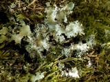 Parmotrema crinitum image