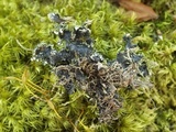 Parmotrema crinitum image