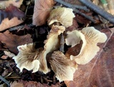 Hohenbuehelia petaloides image