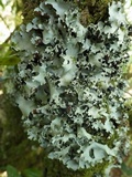 Parmotrema perlatum image