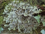 Lobaria virens image