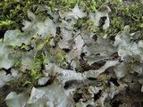 Lobaria virens image