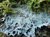 Baeomyces rufus image