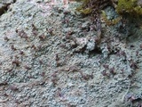 Baeomyces rufus image