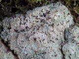 Baeomyces rufus image