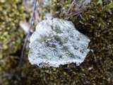 Baeomyces rufus image