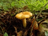 Lactarius croceus image