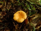 Lactarius croceus image