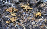 Xeromphalina cauticinalis image