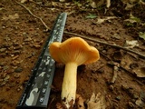 Lactarius croceus image