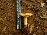 Lactarius croceus image