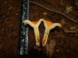 Lactarius croceus image