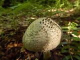 Amanita onusta image