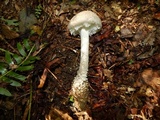 Amanita onusta image