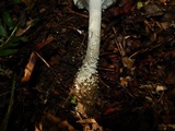 Amanita onusta image