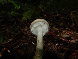 Amanita onusta image