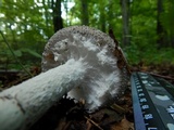 Amanita onusta image