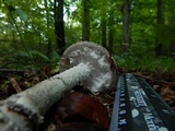 Amanita onusta image