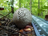 Amanita onusta image