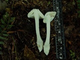 Amanita onusta image