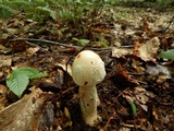 Amanita whetstoneae image