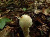 Amanita whetstoneae image