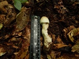 Amanita whetstoneae image