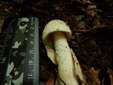 Amanita whetstoneae image