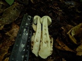 Amanita whetstoneae image
