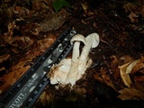 Amanita whetstoneae image