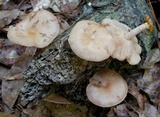 Lentinula boryana image