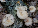 Lentinula boryana image