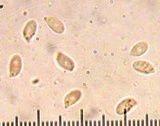 Lentinula boryana image