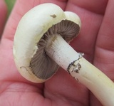 Stropharia coronilla image